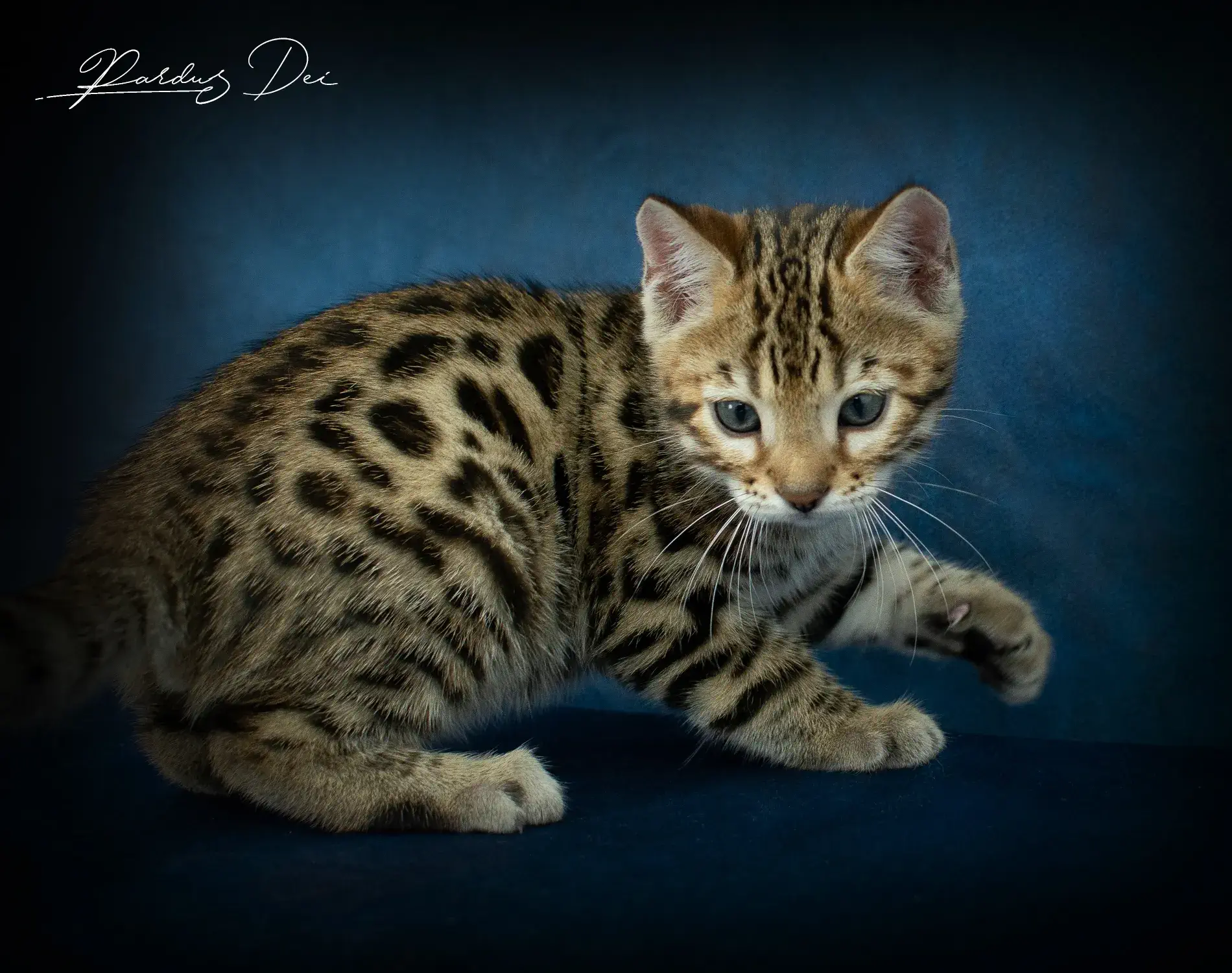 chaton bengal